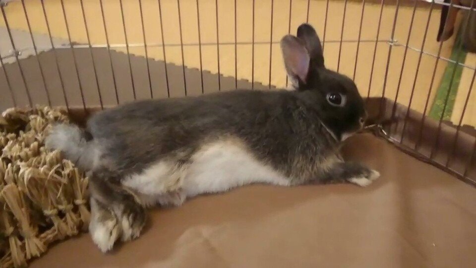 ねごと 毎日のお気に入り 14日目 いきもの画家 Poppo Note