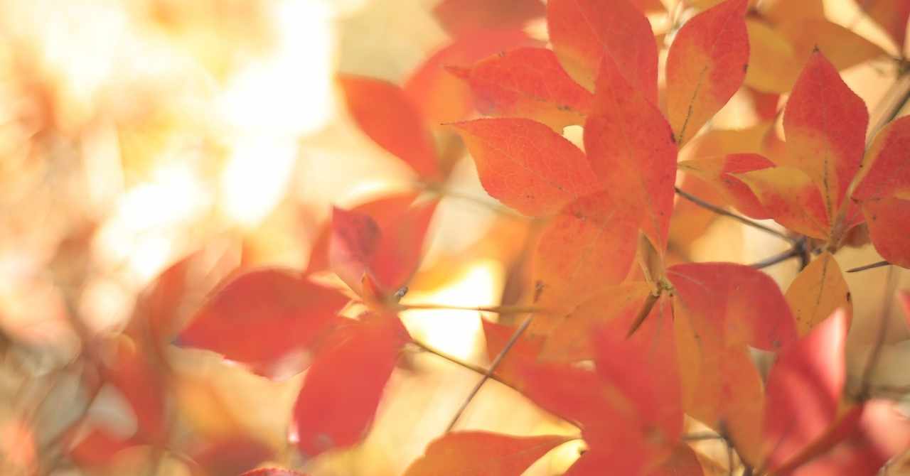 芦田愛菜 の新着タグ記事一覧 Note つくる つながる とどける