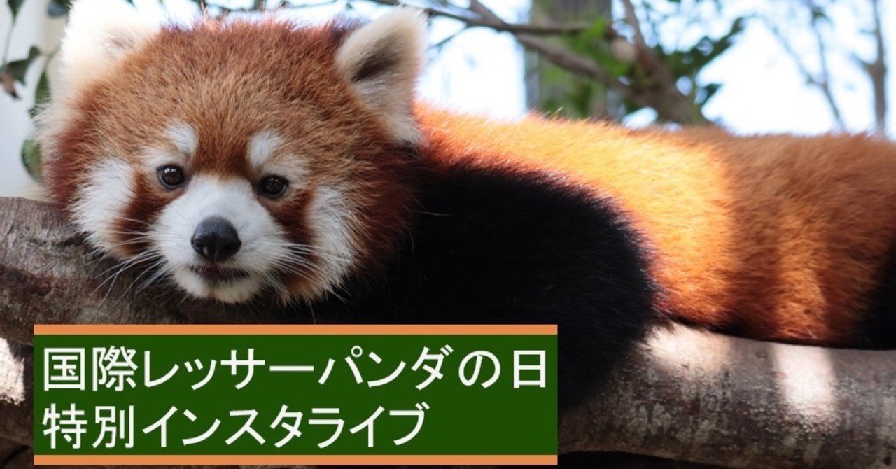 国際レッサーパンダの日 インスタライブ 那須どうぶつ王国 日々 どうぶつ日誌