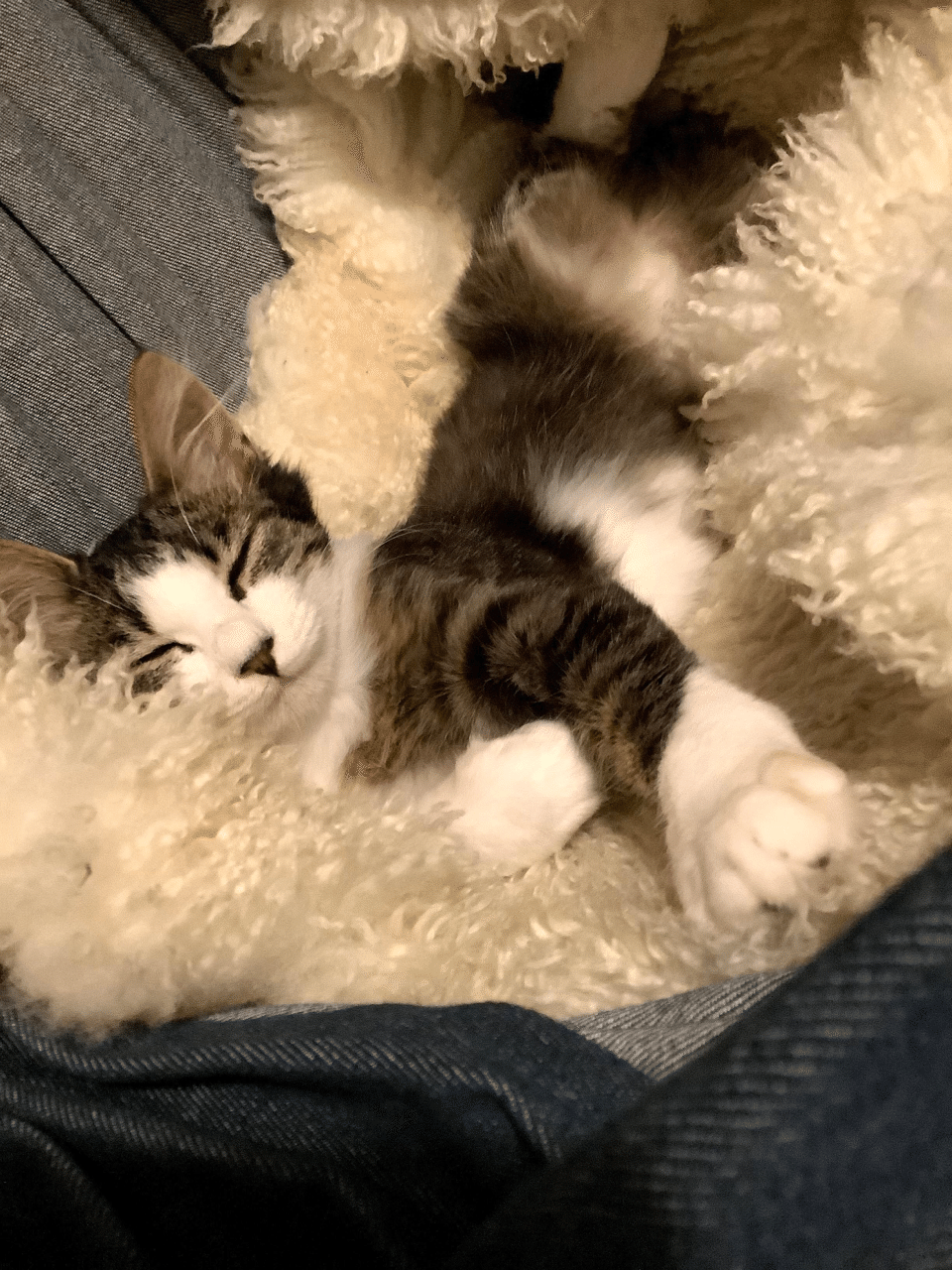 猫と和解せよ 14 Toimoi Note 猫と和解せよ 14 Toimoi Note