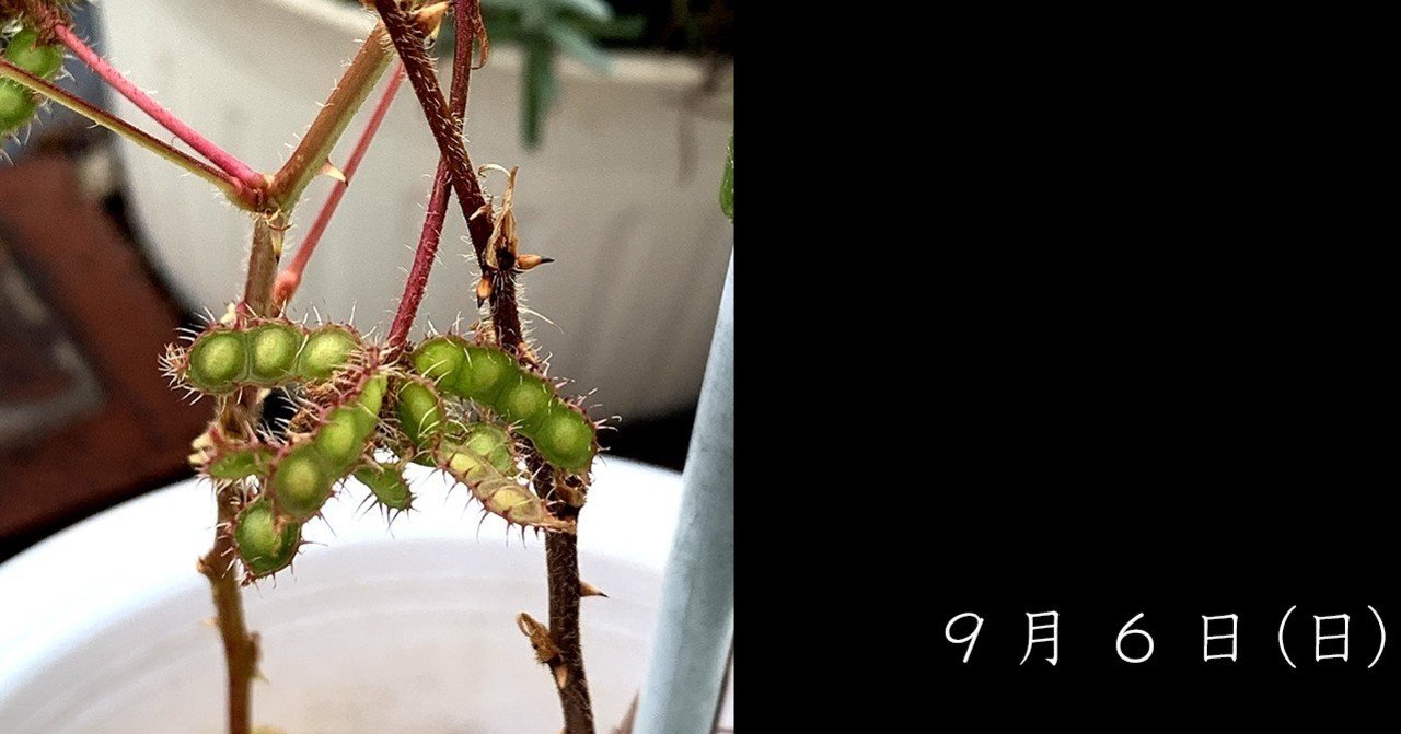 オジギソウの種 Saya Note