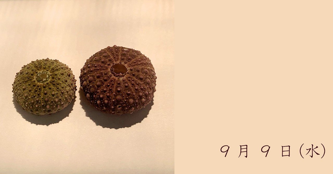 ムラサキウニの骨格標本｜さとうかよこ（きらら舎）