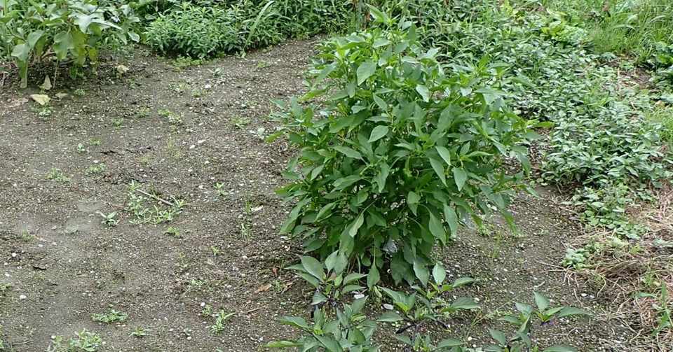 ２０２０年 田舎暮らしの家庭菜園日記 ししとう たけむりん Note