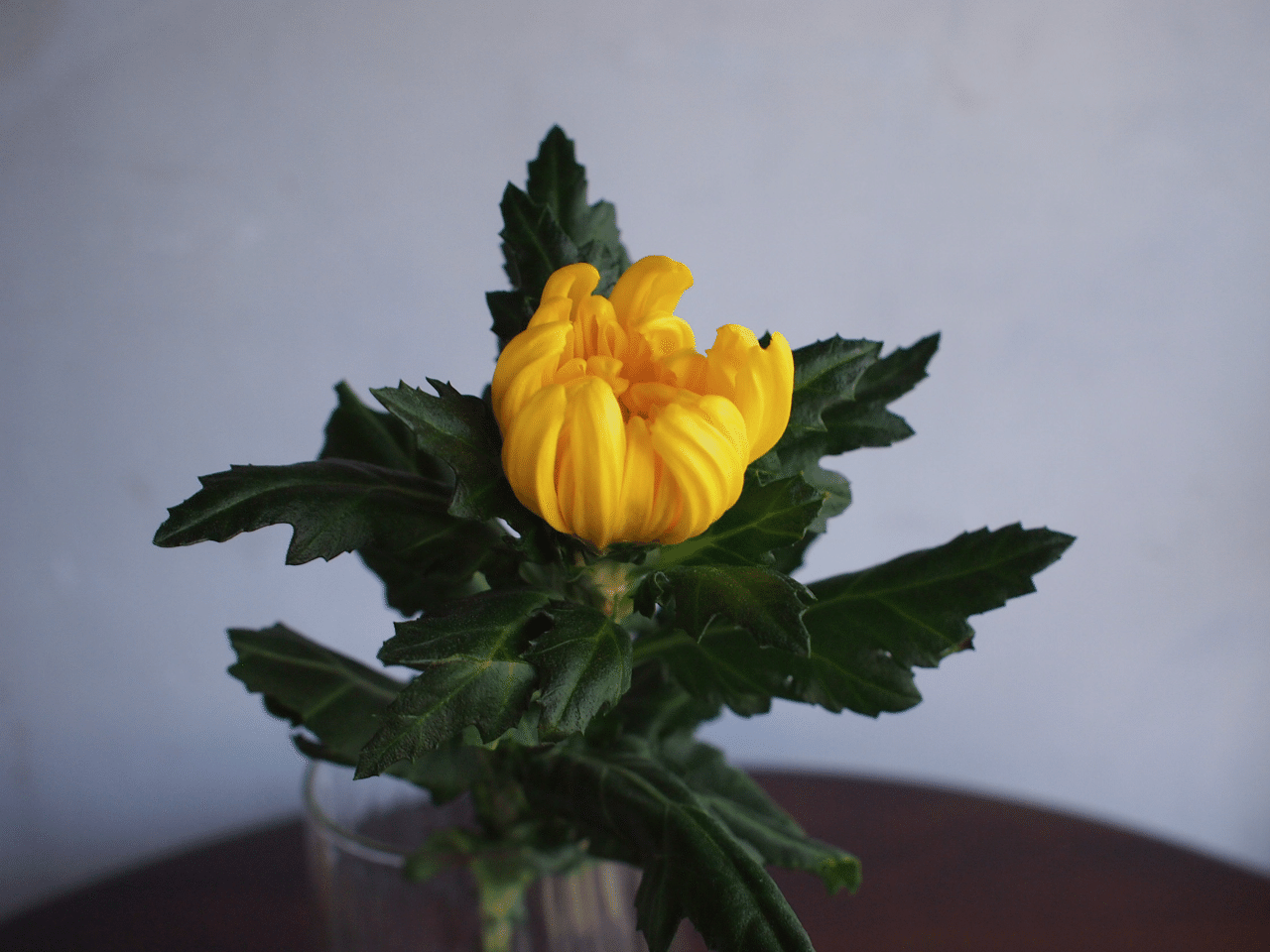 菊の節句とお月見に寄せて 花の歳時記 Hanaike はないけ Note 菊の節句とお月見に寄せて 花の歳時記 Hanaike はないけ Note