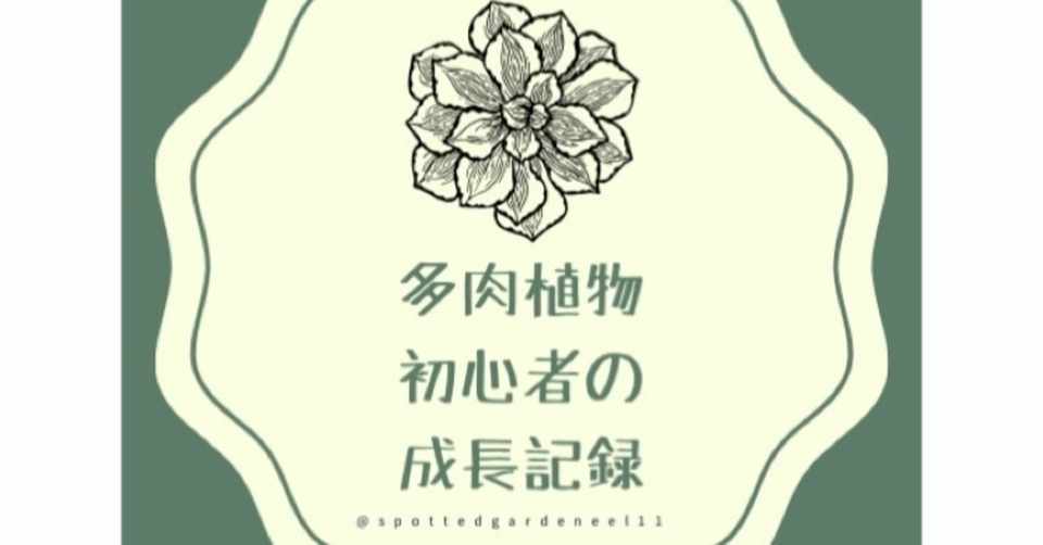 多肉植物初心者の成長記録 リトープスを種から育ててみる チンアナゴ11 Note