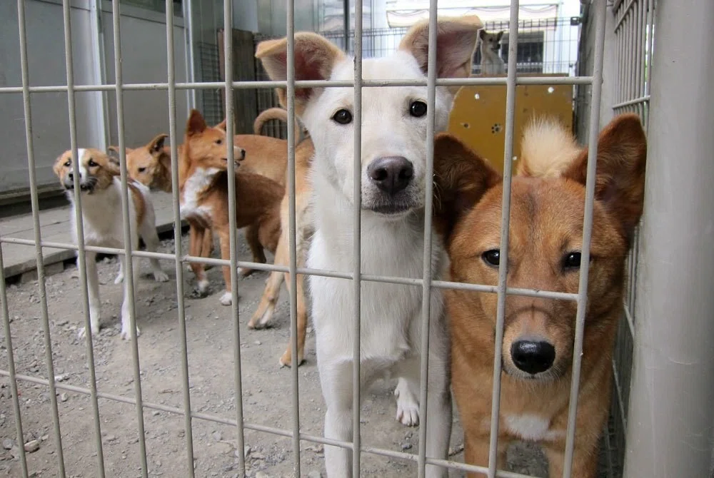 雑種犬の地位向上を目指して イヌグラシ Note