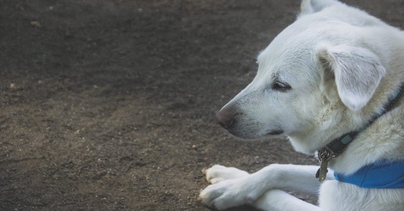 やめたいことを確実にやめる 強化の原理 7つの法則 行動分析学 が面白い 綿樽 剛 メンタルタフネス Note