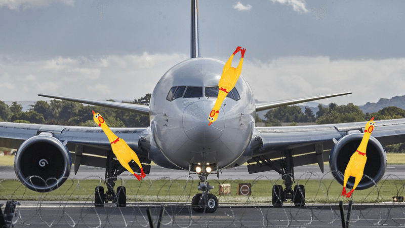 バードストライク 飛行機と鳥がぶつかるとどうなる 確率や対策は トリム Note