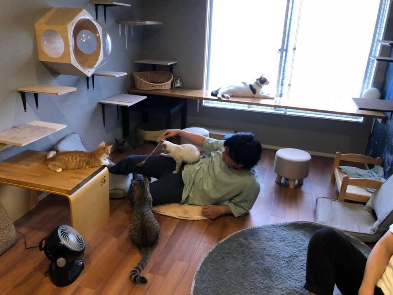 Vegaの保護猫カフェ 吉本純 Note