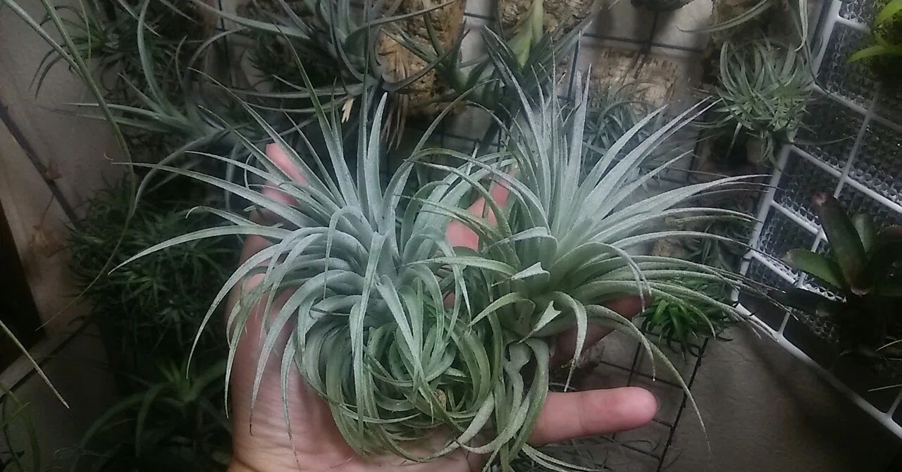 瀬戸 秋一番の陣🍠】チランジア入荷リスト9/11｜NatureGarden🌿神田