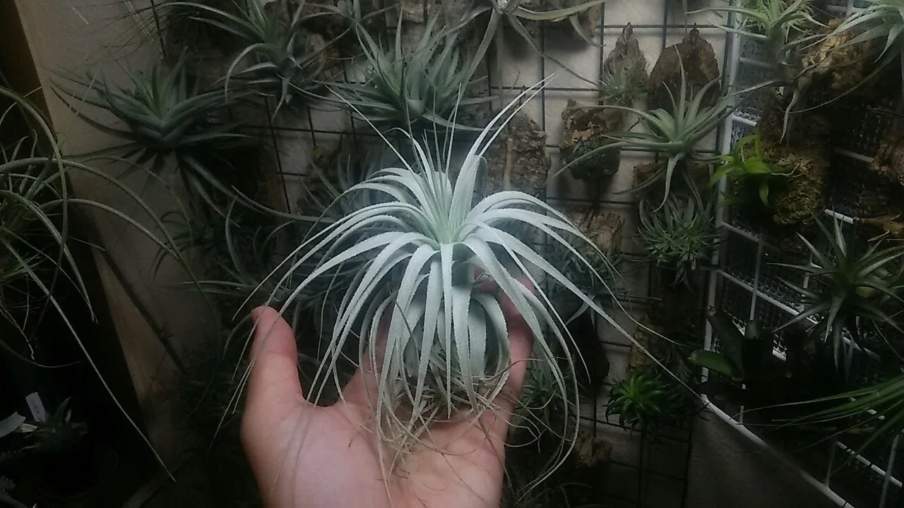 瀬戸 秋一番の陣 チランジア入荷リスト9 11 Nature Garden 神田 Note 瀬戸 秋一番の陣 チランジア入荷リスト9 11 Nature Garden 神田 Note
