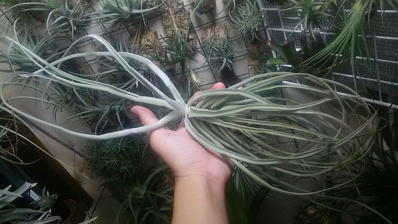 瀬戸 秋一番の陣🍠】チランジア入荷リスト9/11｜NatureGarden🌿神田