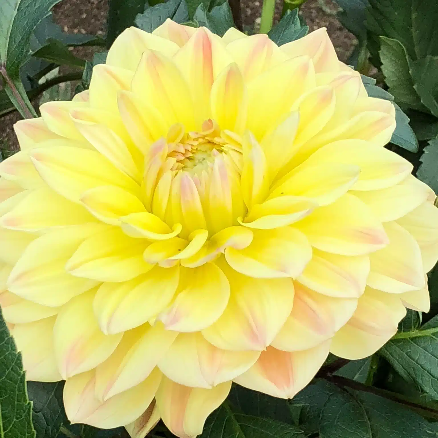 花風