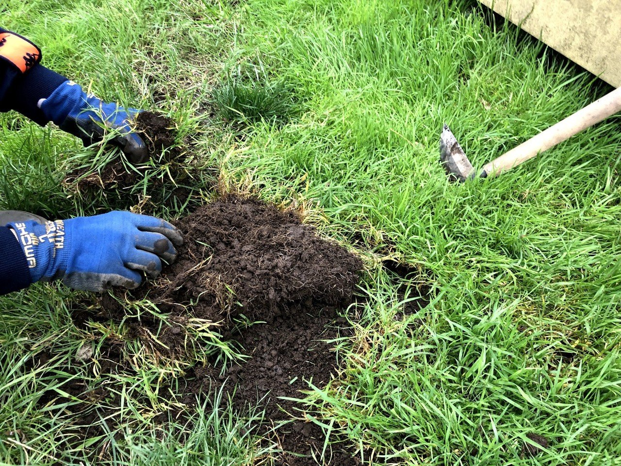 2019年高麗芝を広げる方法は「移植」｜KAZE