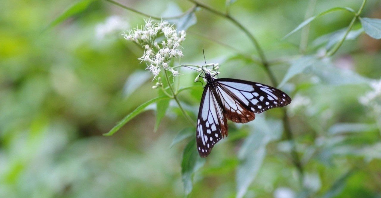 アサギマダラの標本 鬼滅の刃 信州大学自然科学館 note