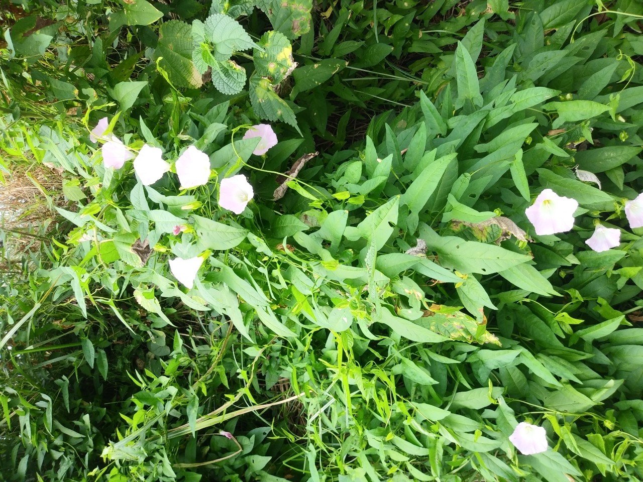 顔で笑って心で泣いて Hikari78 Note 顔で笑って心で泣いて Hikari78 Note