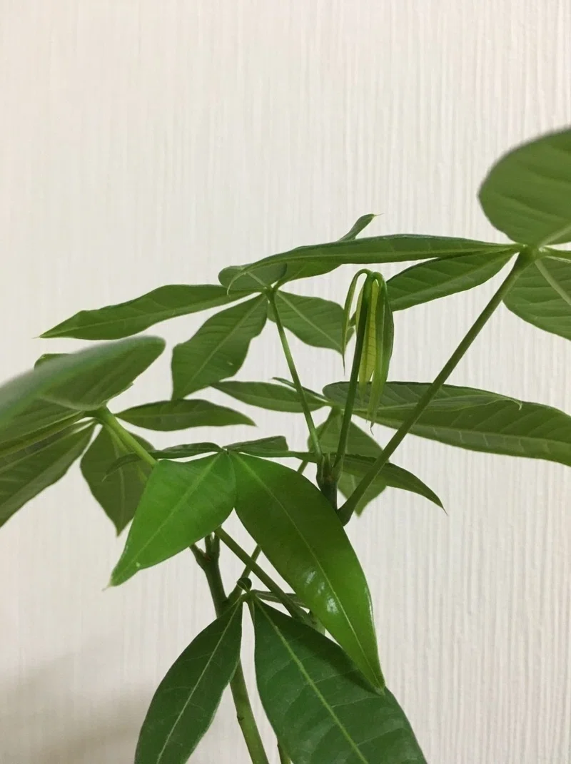 パキラが枯れる夢を見た 3日目 あきさねゆうの荻窪ドーム 別館 Note