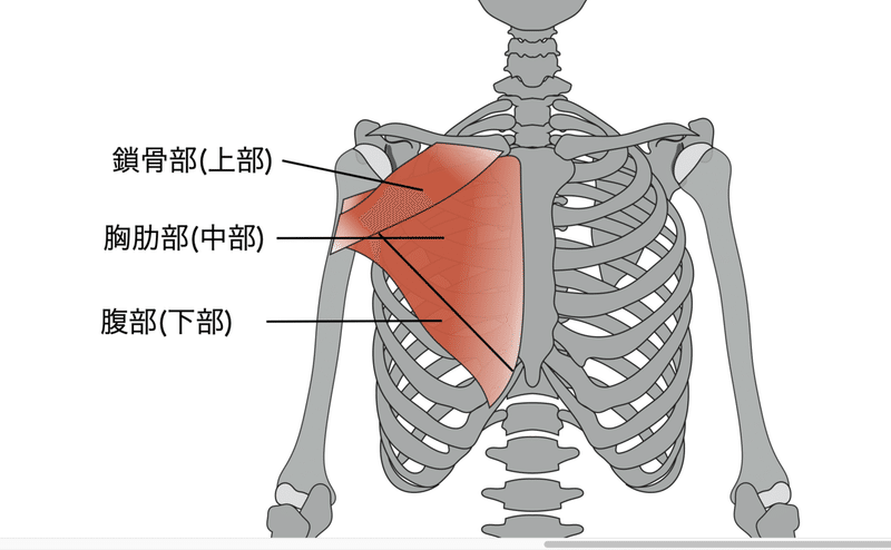大胸筋を極める 基礎解剖 効率的な鍛え方 大胸筋が関わるカラダの不調について キクティー Note