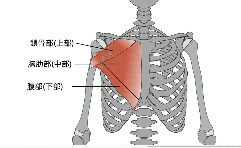 大胸筋を極める 基礎解剖 効率的な鍛え方 大胸筋が関わるカラダの不調について キクティー Note 大胸筋を極める 基礎解剖 効率的な鍛え方 大胸筋が関わるカラダの不調について キクティー Note