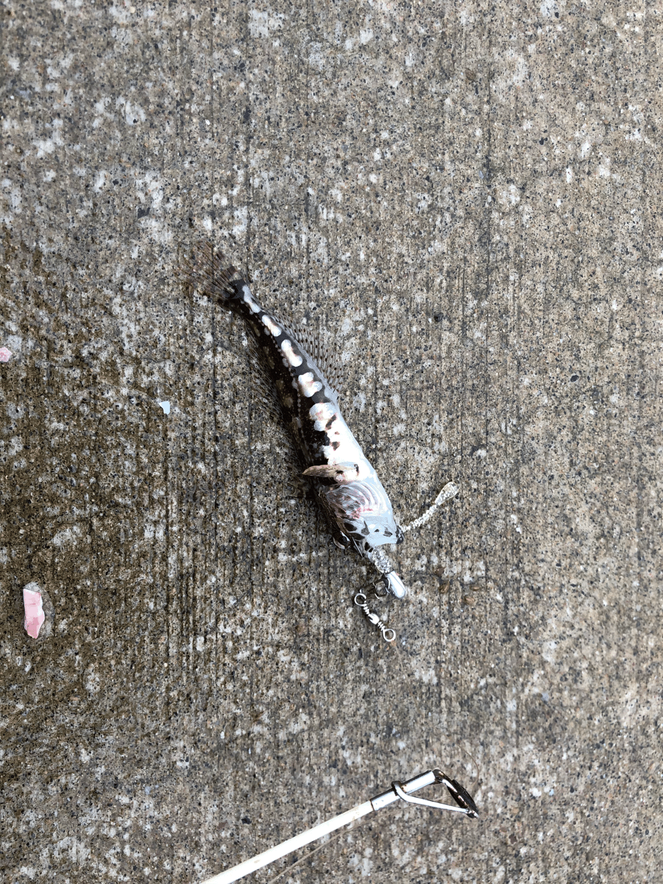 釣り初心者が魚が釣れるようになるまで その1 Y Note 釣り初心者が魚が釣れるようになるまで その1 Y Note