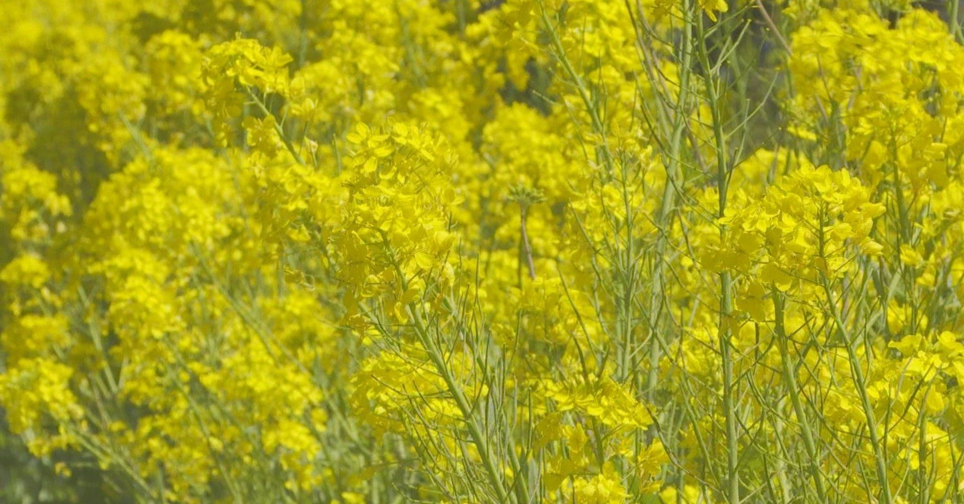 ちむぐりさ 菜の花の沖縄日記 Vol 2 映画チア部神戸本部 Note