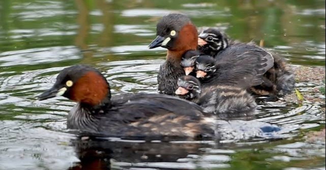 第1250回 カイツブリの生活 カイツブリ4回目 翆野 大地 Note 第1250回 カイツブリの生活 カイツブリ4回目 翆野 大地 Note
