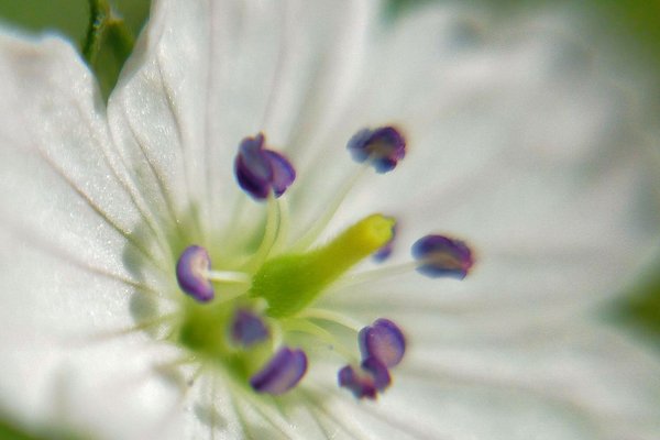 フウロソウの花言葉変わらぬ信頼 の新着タグ記事一覧 Note つくる つながる とどける フウロソウの花言葉変わらぬ信頼 の新着タグ記事一覧 Note つくる つながる とどける