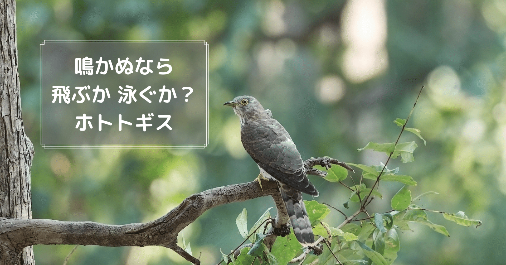 鳴かぬなら 飛ぶか泳ぐか ホトトギス 今の時代をどう描くか 髙岸 亮介 Ryosuke Takagishi Note