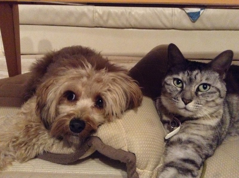 ホライズンのオススメ 027 我が家の犬と猫 ホライズンパートナーズ法律事務所 Note ホライズンのオススメ 027 我が家の犬と猫 ホライズンパートナーズ法律事務所 Note
