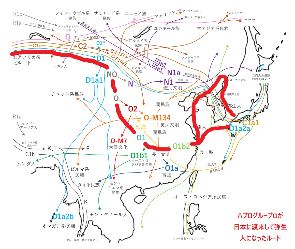 ハプロ2