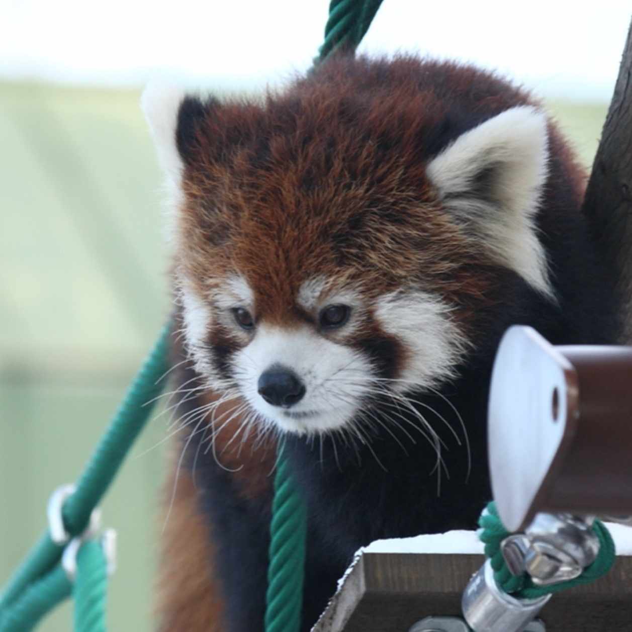 レッサーパンダは何歳まで生きる ふもと Note