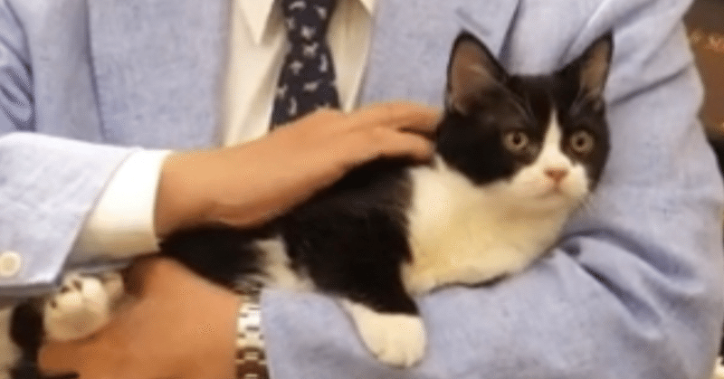 雑記 59 猫好き国際政治学者 猫の新入社員のいる事務所 Yayayasu Note