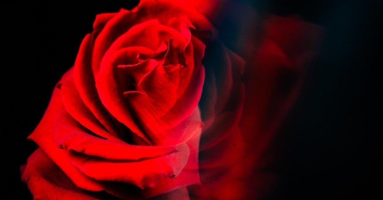 薔薇王の葬列 両性具有の主人公の苦悩を描く愛憎劇 まさみ Note 薔薇王の葬列 両性具有の主人公の苦悩を描く愛憎劇 まさみ Note
