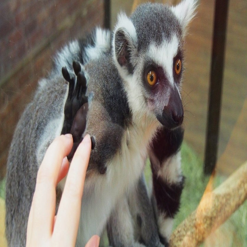 米国の後押しで急速に進む イスラエルの民族浄化 アパルトヘイト 人民新聞 Note