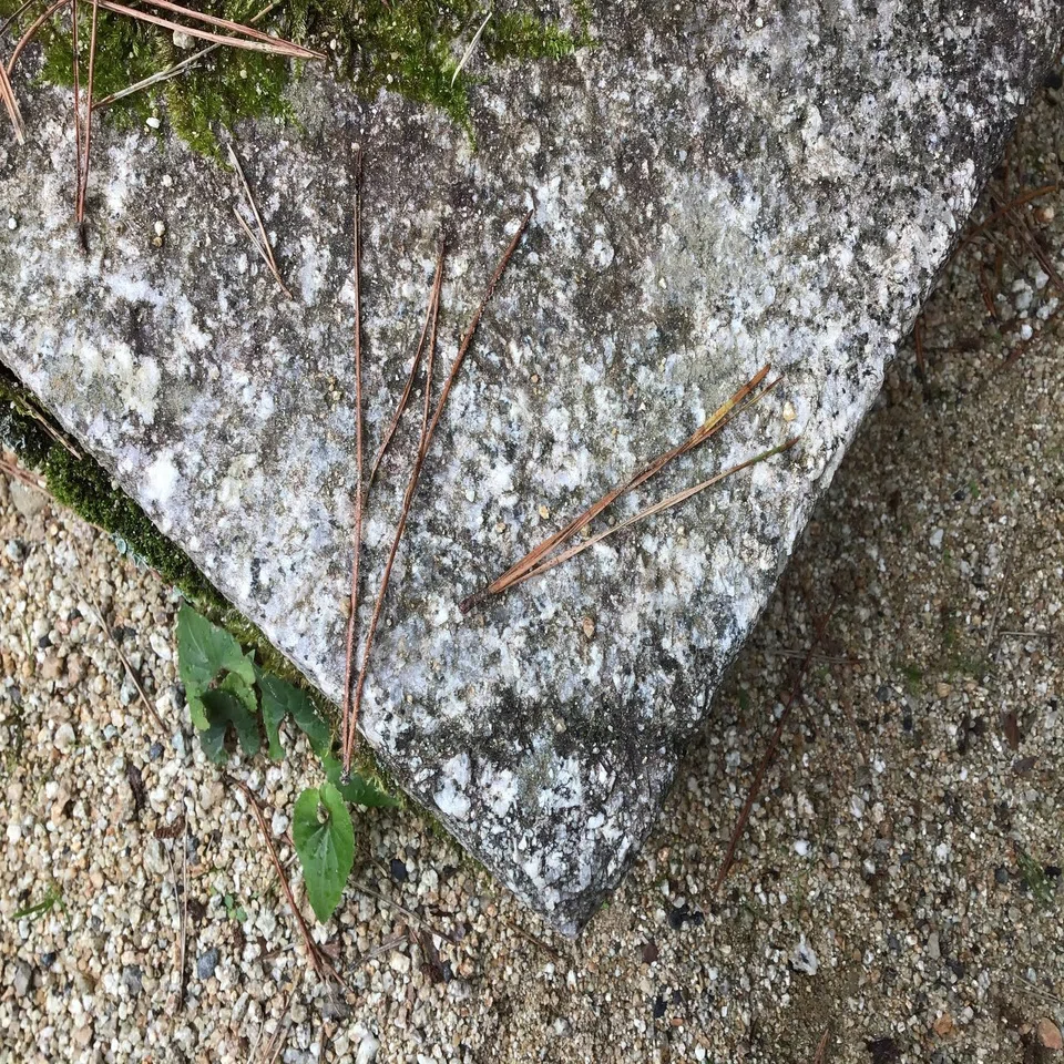 伽藍で三鈷の松をひろいました😊｜高野山法徳堂/空海と高野山の魅力を