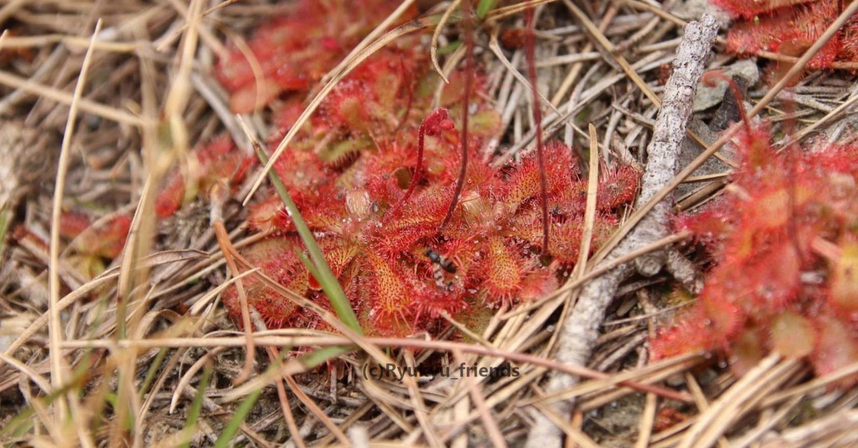 食虫植物 コモウセンゴケ Ryukyu Friends Note