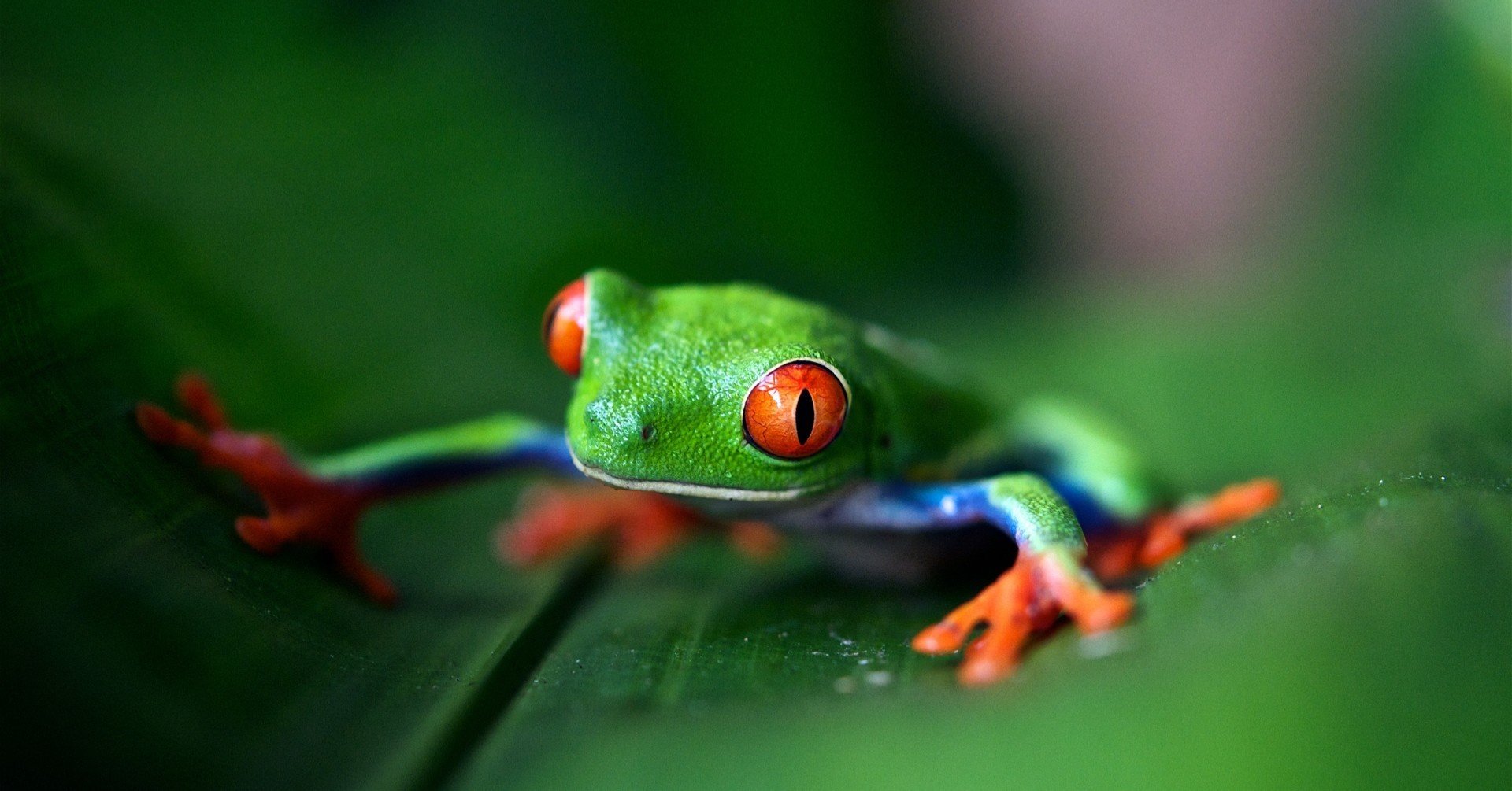 爬虫類の生物多様性 : インベントリーとモニタリングの標準的方法 世界の生物多様性をペットとして消費する日本｜株式会社シンク