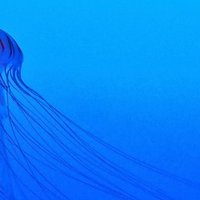 奈穂子 西海