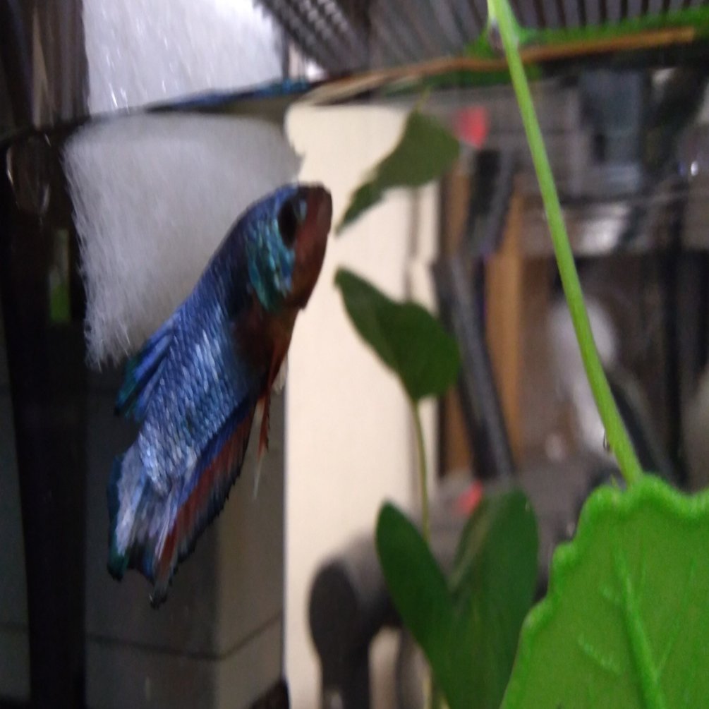 初アクアリウム 自作er魚を飼う Yaenanase Note