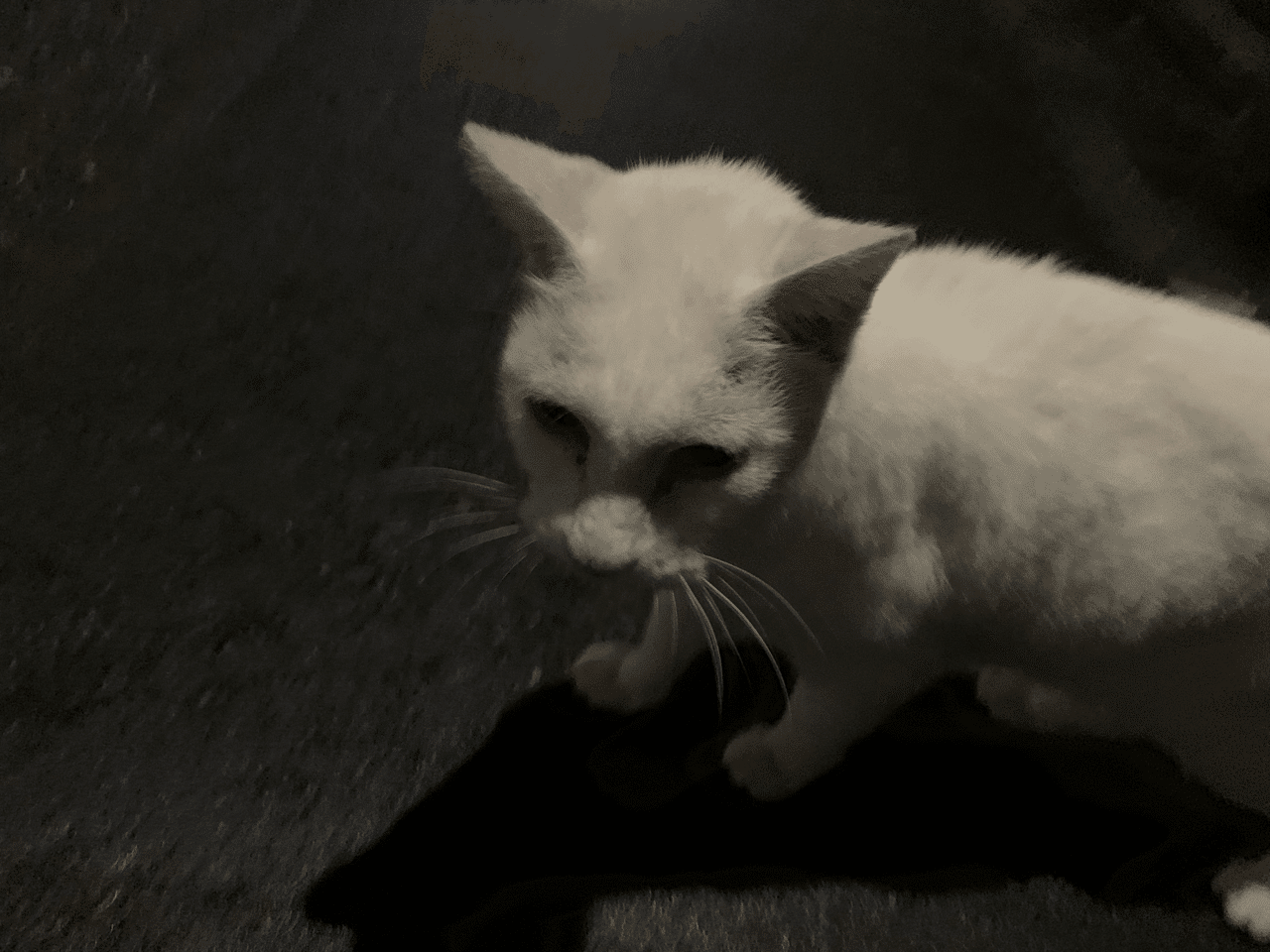 彫りが深い白ねこさん すずき まさえ Note