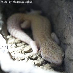 レオパお迎え計画 みはら まりも Note レオパお迎え計画 みはら まりも Note