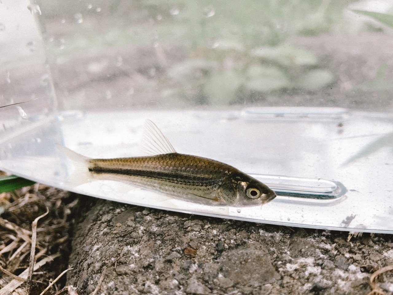 年夏 釣りブームが来ている Voicy ワタナベ Note 年夏 釣りブームが来ている Voicy ワタナベ Note