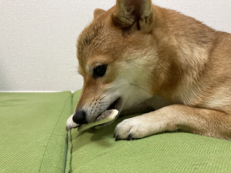 ダイエット日記122日目 ずっと頭重いけど犬かわいい むしぱん 料理とアイドルと犬好きの女 Note