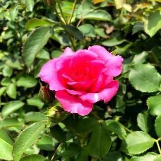 恋愛の理想を叶えるために行動し続ける処女 23 いちみ Note