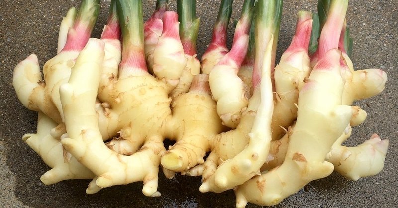 しょうが栽培履歴 宮古島のフリーランス農家 はせがわまき くるぶし農園 Note