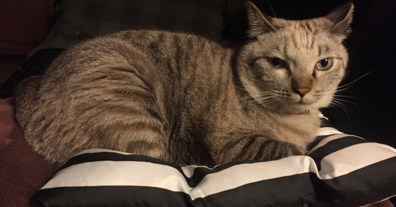 タヌキみたいなうちの愛猫にイラッとする時は 自分に余裕が無い時だな エプシロン Note