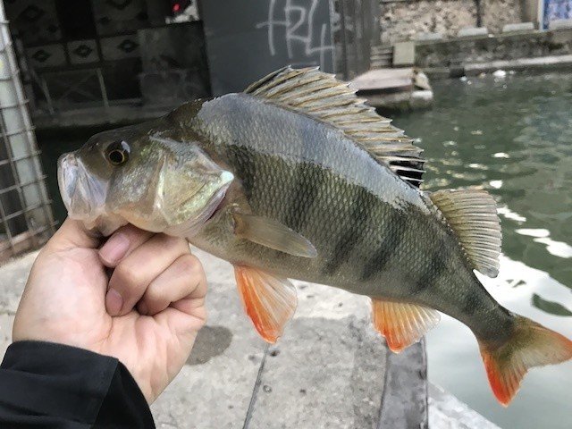 1 パリの運河でデカヨーロピアンパーチ Zappuブレディが活躍 Actibu Outdoor Note 1 パリの運河でデカヨーロピアンパーチ Zappuブレディが活躍 Actibu Outdoor Note