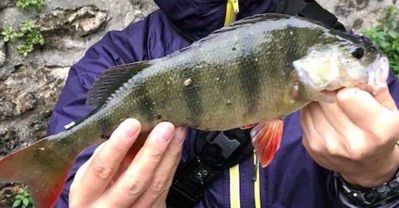 ヨーロピアンパーチ の新着タグ記事一覧 Note つくる つながる とどける ヨーロピアンパーチ の新着タグ記事一覧 Note つくる つながる とどける