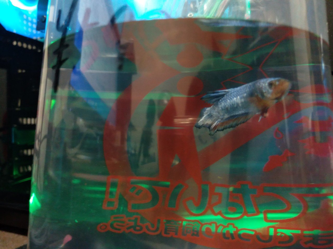 初アクアリウム 自作er魚を飼う Yaenanase Note 初アクアリウム 自作er魚を飼う Yaenanase Note