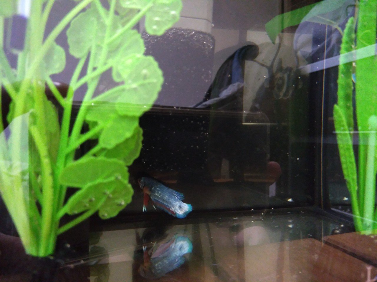 初アクアリウム 自作er魚を飼う Yaenanase Note 初アクアリウム 自作er魚を飼う Yaenanase Note